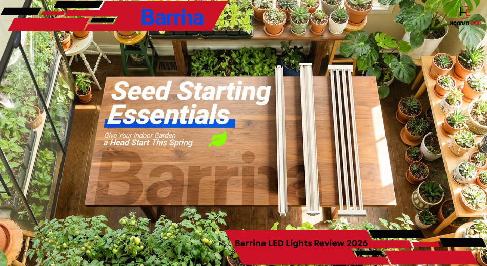 Barrina LED Lights Review